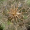 dsc 0009