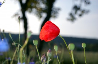 Mohn auf der EhDa-Fläche